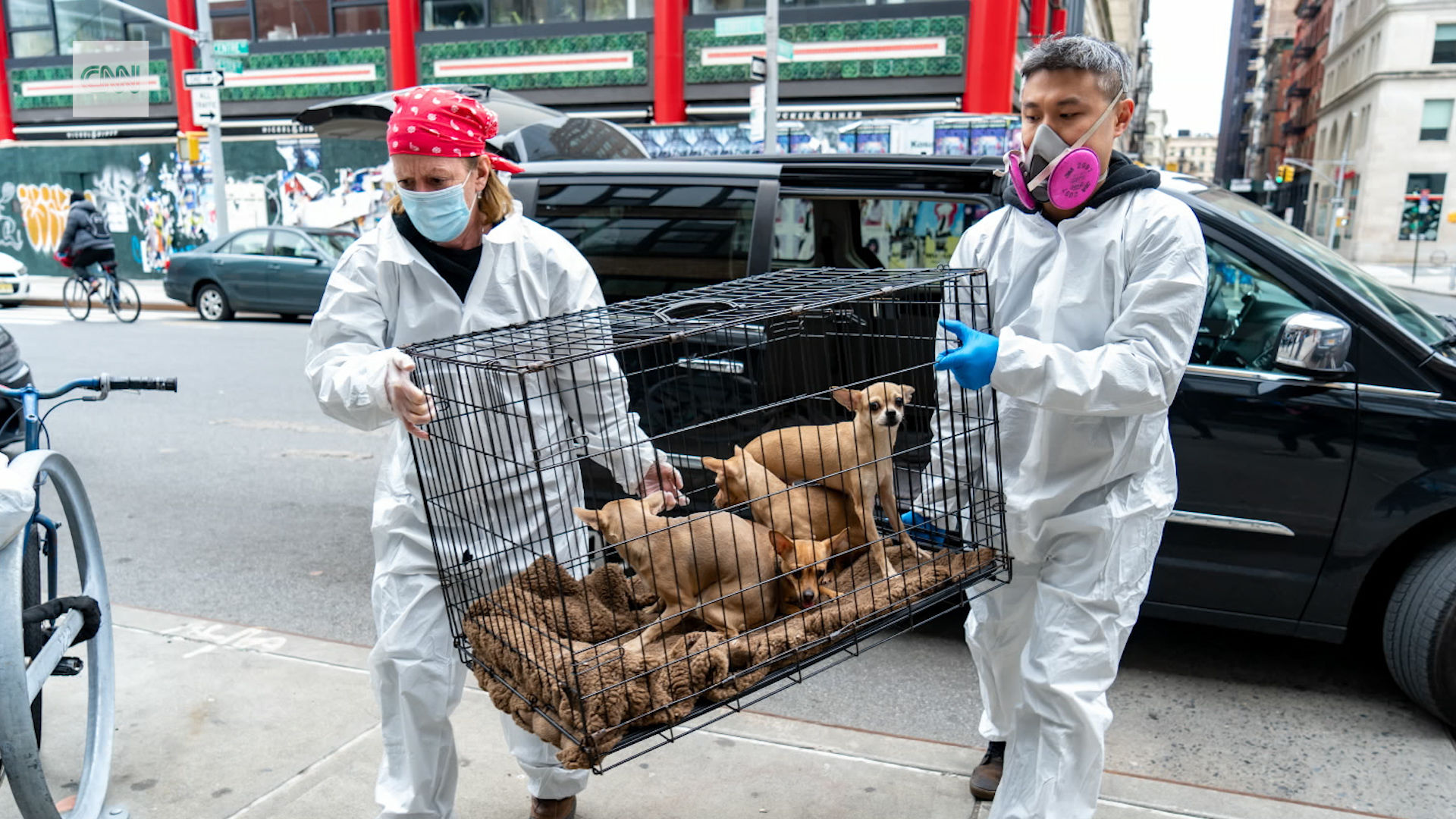 Coronavirus pets